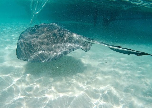 Stingray