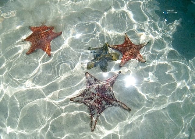 Starfish Beach Grand Cayman