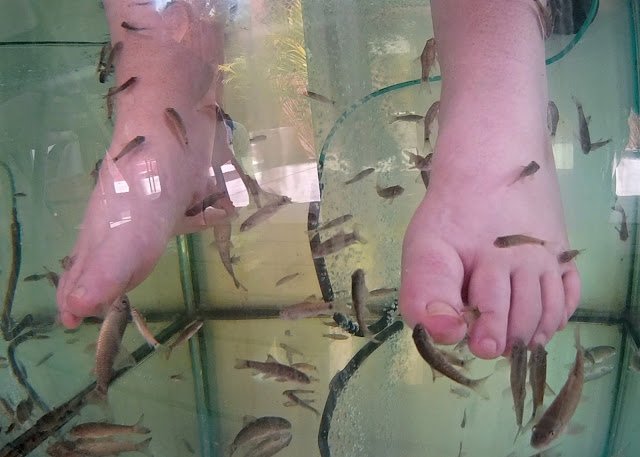 Islander Fish Spa Cozumel