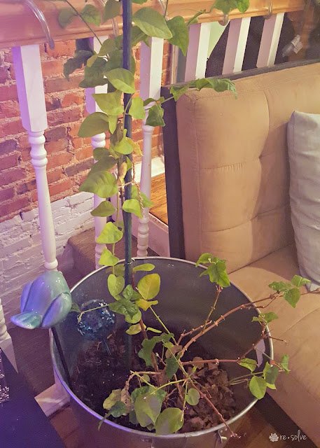 jasmine plant indoors jasmine plant