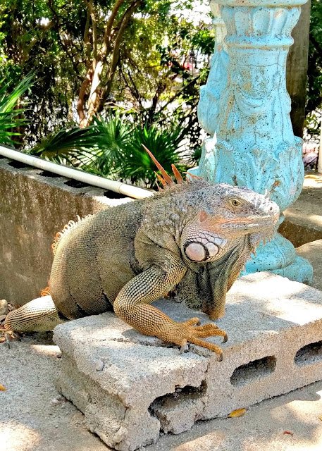 Arch's Iguana and Marine Park, Roatan, Honduras