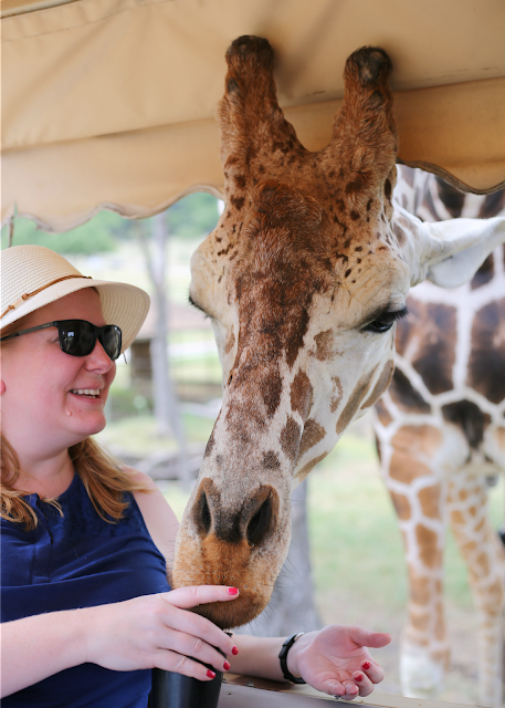 giraffe feeding