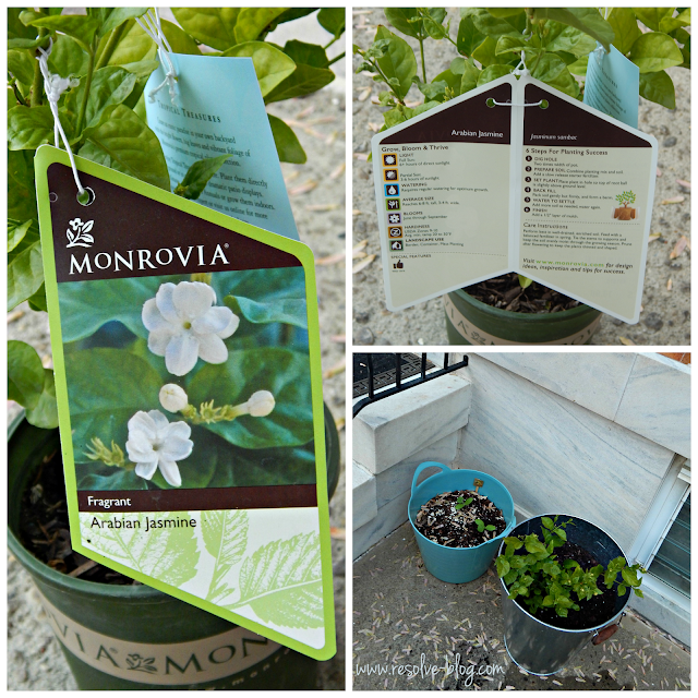 monrovia plants