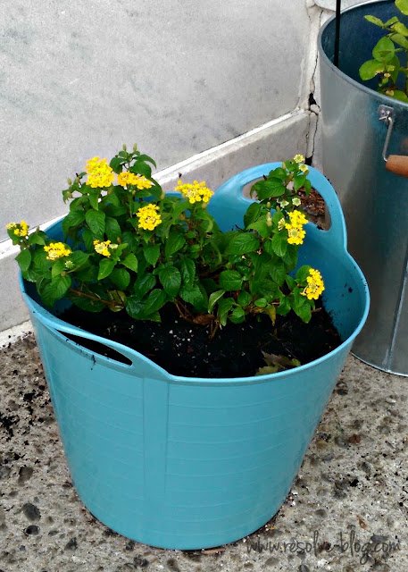 fall flowers